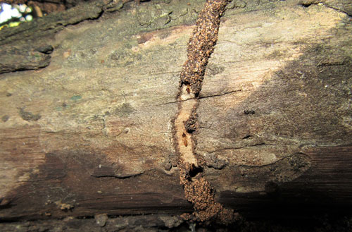 Nasutitermes corniger (Motschulsky) tunnel on tree branch. Tunnel broken open to show interior and foraging soldiers