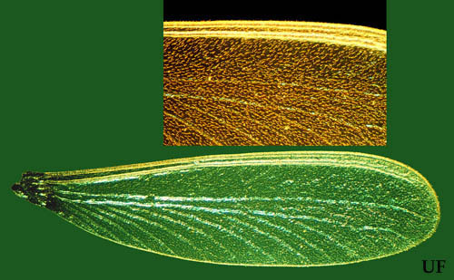 Coptotermes gestroi (Wasmann) wing (inset shows close-up of hairs on wing membrane). 