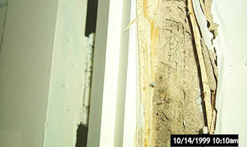 Carton material in door casing damaged by Coptotermes gestroi (Wasmann), Key West.