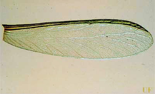 Close-up of a Cryptotermes cavifrons wing. Three heavily sclerotized veins are distinctly visible in the basal third of the wing. The unsclerotized median vein curves upward to meet the sclerotized veins about midwing. 