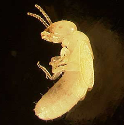 The presence of wing pads indicates that this Cryptotermes cavifrons individual is a nymph. Eventually it will develop into an alate, or swarmer, with wings and reproductive capabilities. 