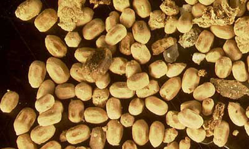 Figure 7. Cryptotermes cavifrons' three pairs of anal glands extract every last bit of water possible before waste excretion, producing the hexagonal fecal pellets seen here. For scale, the glassy "rock" near the top right of the photo is a grain of sand. Photograph by Angela S. Brammer.