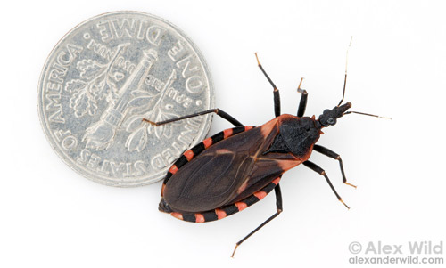 Triatoma sanguisuga (LeConte), the eastern bloodsucking conenose, with a dime shown for scale. 