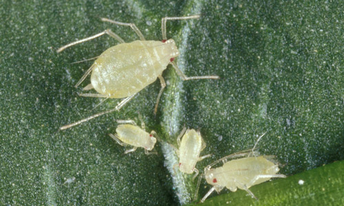 Female adult green peach aphids, Myzus persicae (Sulzer), with immatures. 