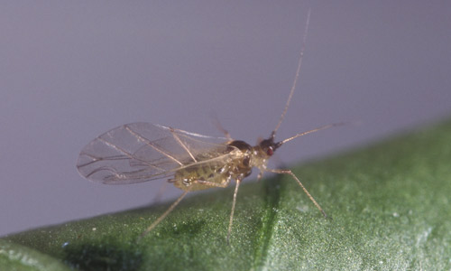 Colony of the green peach aphid, Myzus persicae (Sulzer), with several life stages. 