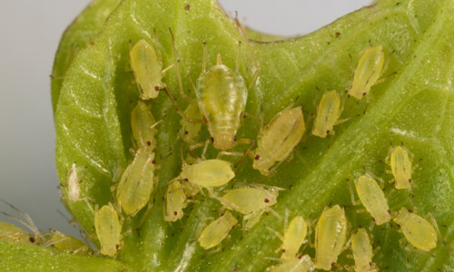 Nymphs of the green peach aphid, Myzus persicae (Sulzer). 