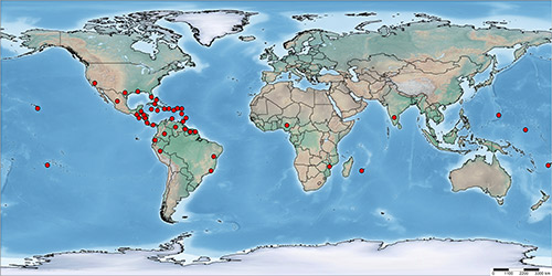 Global distribution map of Aleurotrachelus trachoides Back.