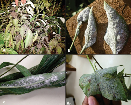 Plant infested with Aleurotrachelus trachoides Back. Infestation on Capsicum annum L. (pepper) in Sarasota (a-b), Ruellia simplex Wright (Mexican petunia) in Stuart (c), Ipomoea batatas (L.) Lam. (sweet potato) in Miami (d).