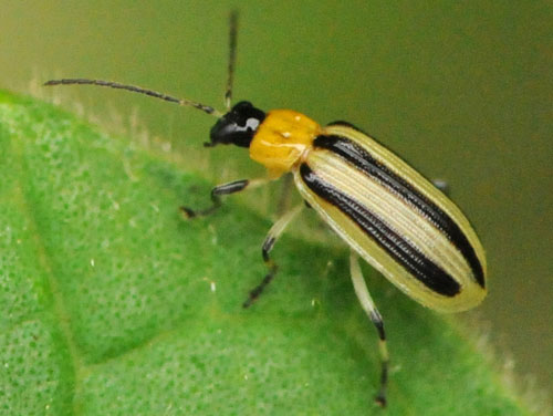The striped cucumber beetle, Acalymma vittatum F.