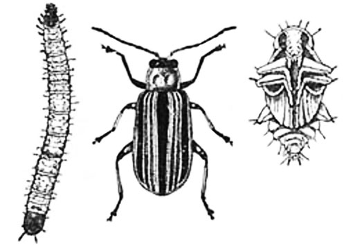 Adult, larval and pupal life stages of the striped cucumber beetle, Acalymma trivittatum F.