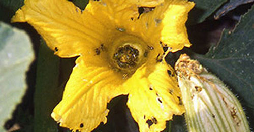 Feeding damage to flower blossoms, foliage, and fruit rinds, caused by adult striped cucumber beetle, Acalymma vittatum F.