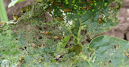 Scarring of a stem caused by tunneling of larvae of the striped cucumber beetle, Acalymma vittatum F. during feeding.