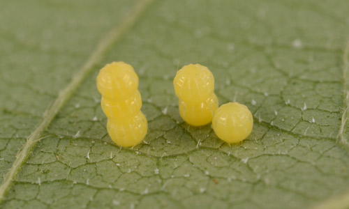 Eggs of the bean leafroller, Urbanus proteus (Linnaeus). 