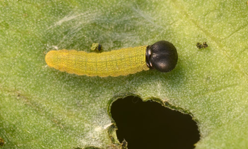 Larva of the bean leafroller, Urbanus proteus (Linnaeus). 
