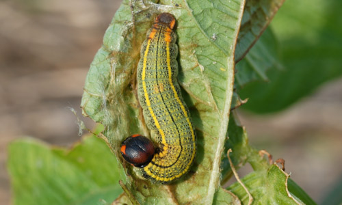 Pupa of the bean leafroller, Urbanus proteus (Linnaeus). 