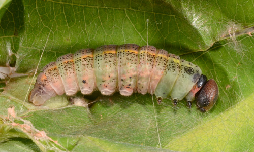 Prepupa of bean leafroller, Urbanus proteus (Linnaeus). This is the end of the caterpillar stage but it is beginning to thicken and shorten as it prepares to transform into a pupa.