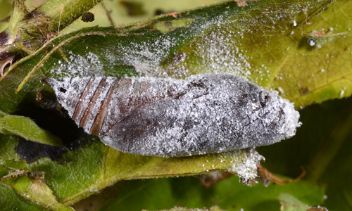 stinkbug eating a bean leafroller 