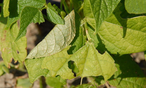 Bean leafroller, Urbanus proteus (Linnaeus), leaf damage. 