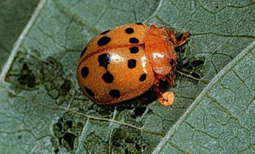 Adult Mexican bean beetle, Epilachna varivestis Mulsant. 