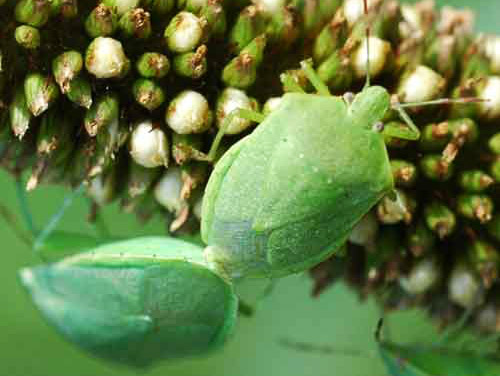 Adult green stink bugs, Chinavia halaris (Say), on millet. Photograph by Russell F. Mizell, III, 