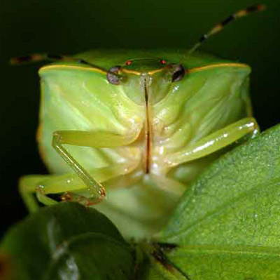 Frontal view of an adult green stink bug, Chinavia halaris (Say). 