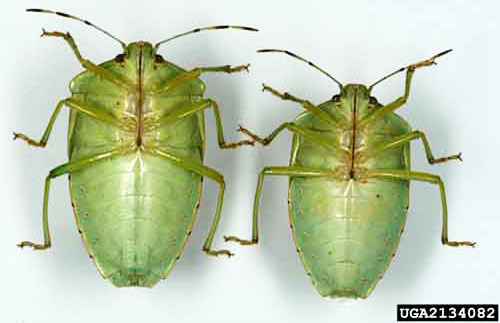 Ventral view of adult female (left) and male (right) green stink bugs, Chinavia halaris (Say). 