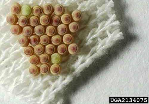 Five-day-old eggs of the green stink bug, Chinavia halaris (Say). 