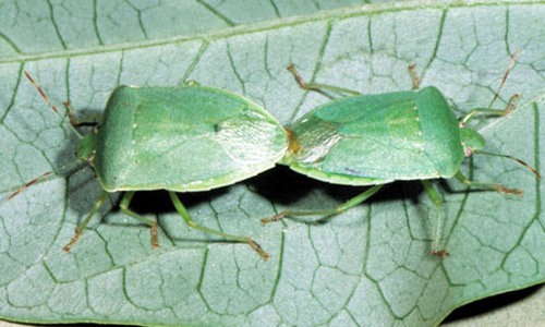 Mating pair of adult southern green stink bugs, Nezara viridula (Linnaeus). 