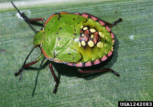 Fifth instar nymph of the southern green stink bug, Nezara viridula (Linnaeus). 
