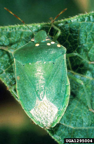 Adult southern green stink bug, Nezara viridula (Linnaeus), with four visible parasitoid eggs. 