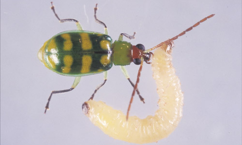 Larvae and adult banded cucumber beetle, Diabrotica balteata LeConte.