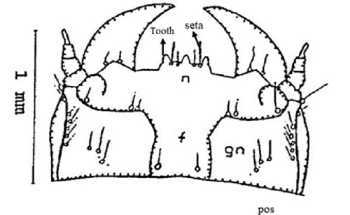Head (dorsal view) of the larval stages of a Gulf wireworm, Conoderus amplicollis (Gyllenhal) showing frons (f), post occipital suture (pos), gena (gn), and nasale (n). Drawing by Dakshina R. Seal, University of Florida. 