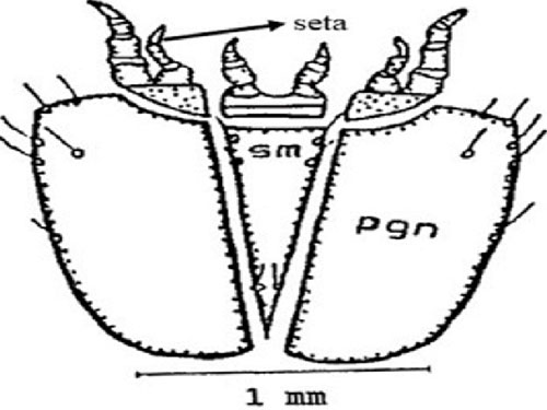Figure 7. Sub-mentum (sm) of the larva of a Gulf wireworm, Conoderus amplicollis (Gyllenhal) showing post genal (pgn) plate and setae. Drawings by Dakshina R. Seal, University of Florida.