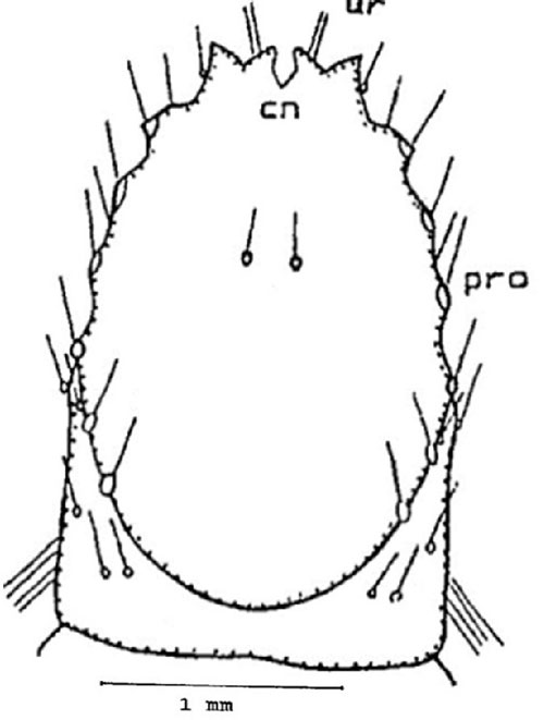 Figure 10. Ninth abdominal segment (dorsal surface) of the larva of a Gulf wireworm, Conoderus amplicollis (Gyllenhal) showing protuberance (pro), caudal notch (cn), urogomphi (ur). Drawing by Dakshina R. Seal, University of Florida.
