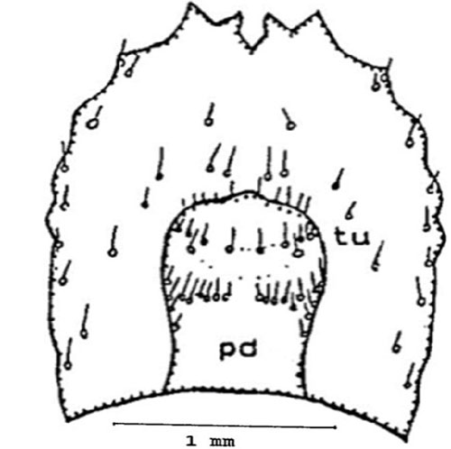 Ninth abdominal segment (ventral surface) of the larva of a Gulf wireworm, Conoderus amplicollis (Gyllenhal) showing pseudopod (pd) and tubercles (tu). Drawing by Dakshina R. Seal, University of Florida.
