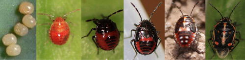 Life stages of the bagrada bug. Photographs by Surendra Dara, University of California Cooperative Extension (first three nymphal stages, and adult); Eric Natwick, University of California Cooperative Extension (eggs and fourth nymphal stage)