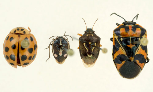 Similar looking species with the bagrada bug, Bagrada hilaris. From left to right: Harmonia axyridis, Bagrada hilaris, Mormidea pama, and Murgantia histronica. 