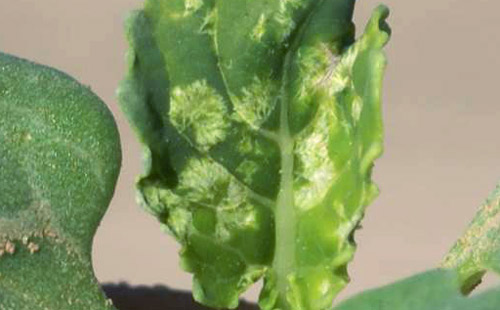 Bagrada hilaris feeding damage on 2-leaf stage broccoli plant.