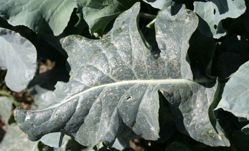 Feeding damage on broccoli leaves by Bagrada hilaris. 