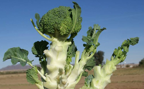 Bagrada hilaris feeding damage resulting in unmarketable broccoli plant with small multiple crowns. 