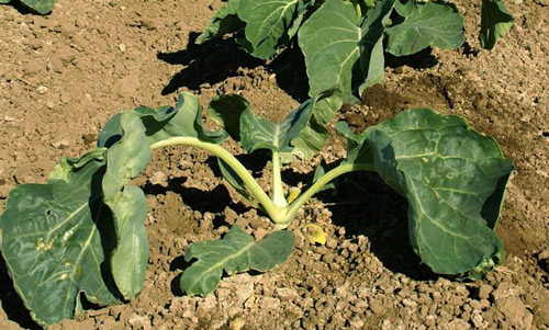 Bagrada hilaris feeding damage resulting in “blind” cauliflower plants.