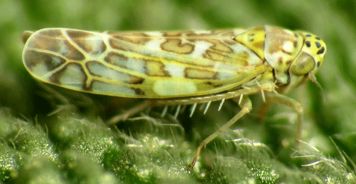 Adult Ligurian leafhopper, Eupteryx decemnotata (Rey). 