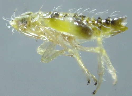 Lateral view of a Ligurian leafhopper (Eupteryx decemnotata (Rey)) nymph, from Rome, Italy. 
