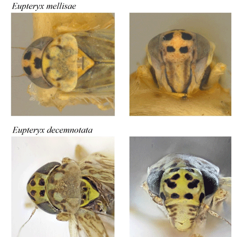 The sage leafhopper (Eupteryx melissae (Curtis))(top) and the Ligurian leafhopper (Eupteryx decemnotata (Rey)) (bottom) showing differences in the pattern of spots visible from the top and front of the head.