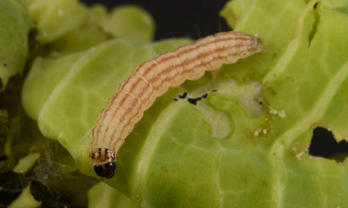Fifth instar cabbage webworm, Hellula rogatalis (Hulst). 
