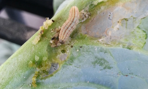 Later instar of cabbage webworm, Hellula rogatalis (Hulst) feeding on midrib of cabbage leaf. 