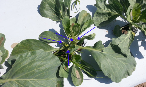 Cabbage plant with secondary buds due to damage caused by cabbage webworm, Hellula rogatalis (Hulst). Blue arrows show secondary buds on cabbage plant.