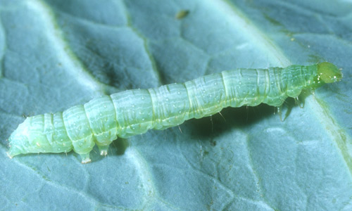 Early instar larva of the cabbage looper, Trichoplusia ni (Huebner). 
