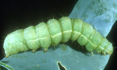Mature larva of the cabbage looper, Trichoplusia ni (Hübner). 