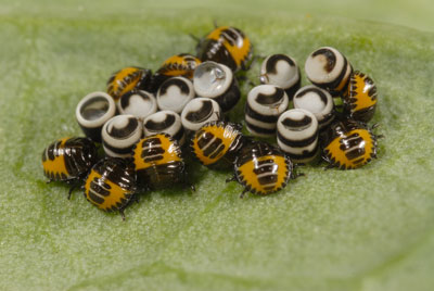 Nymphs and eggs